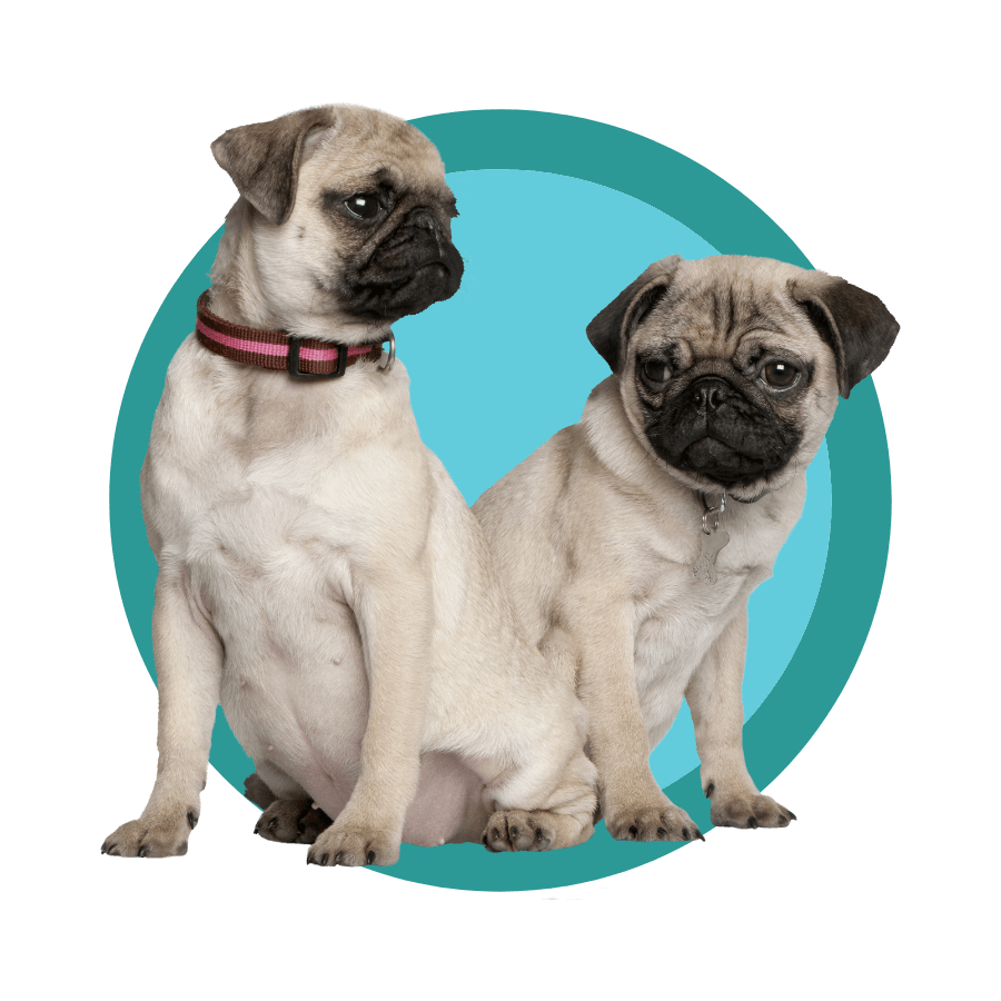 two pugs