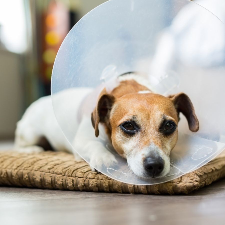 Pet Surgery in Santa Rosa CA Santa Rosa Veterinary Hospital