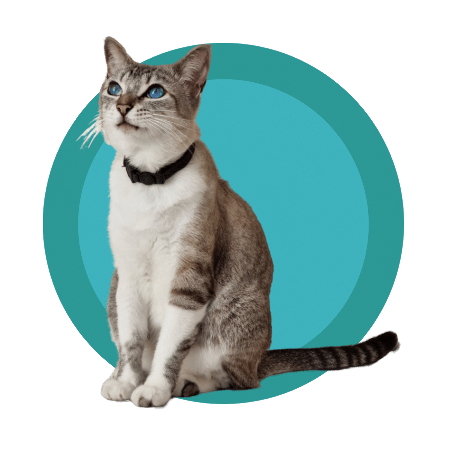 new client form header
