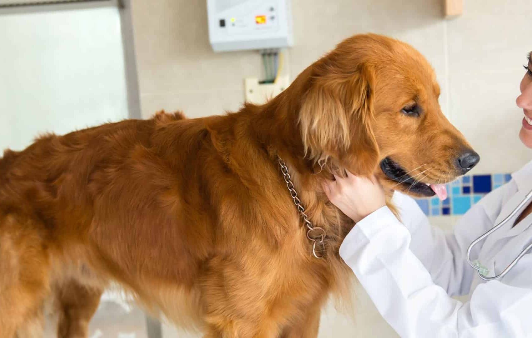 Santa Rosa Veterinary Hospital