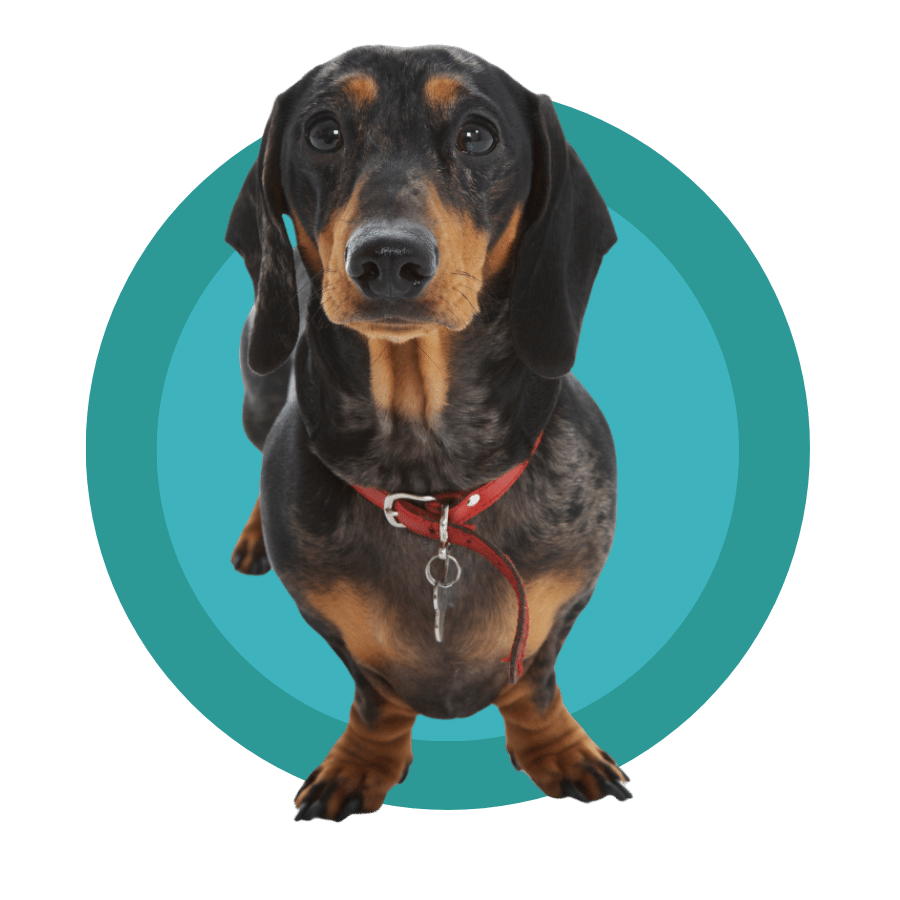 Contact Santa Rosa Veterinary Hospital