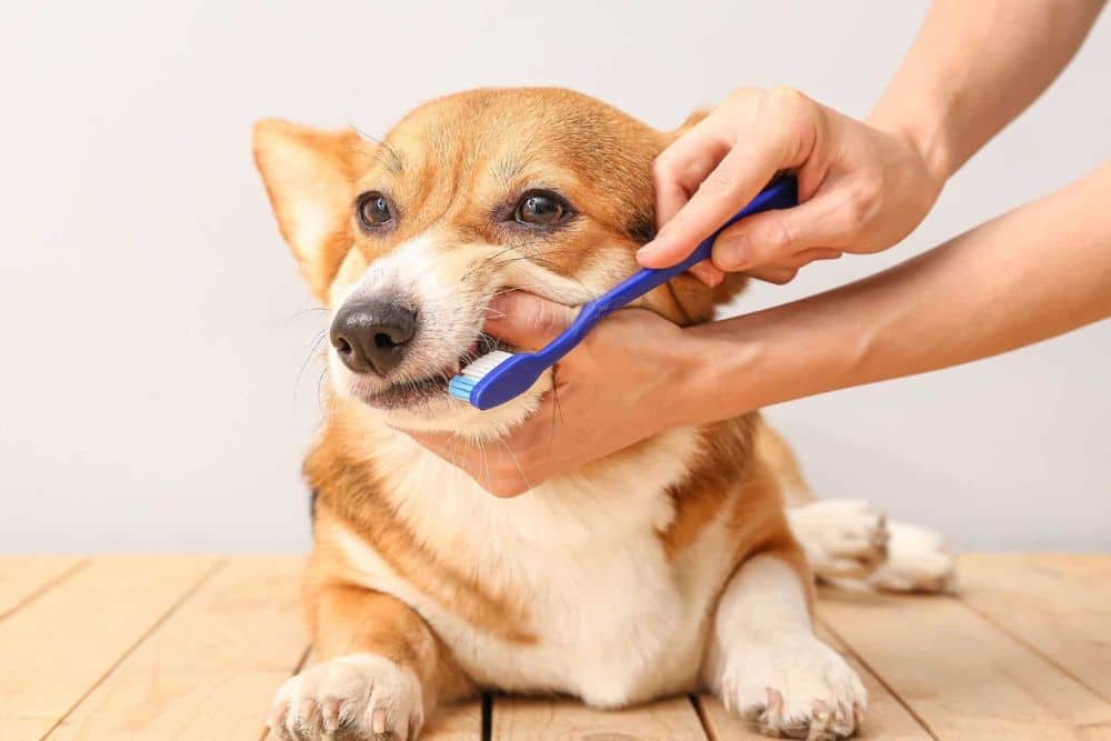 A vet is cleaning a dog teeth