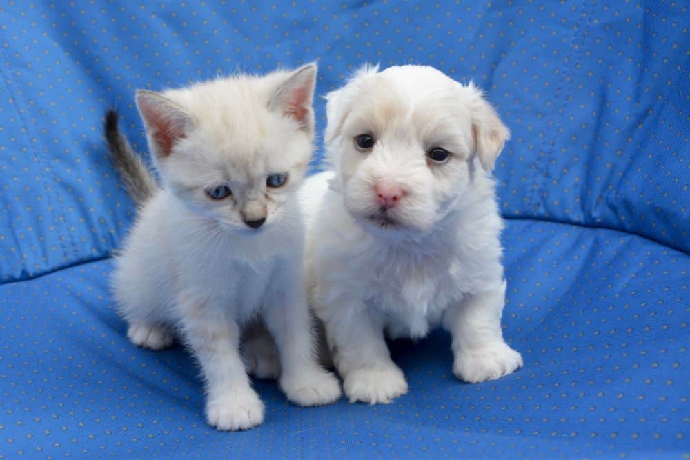 Puppy and kitten together on a sofa