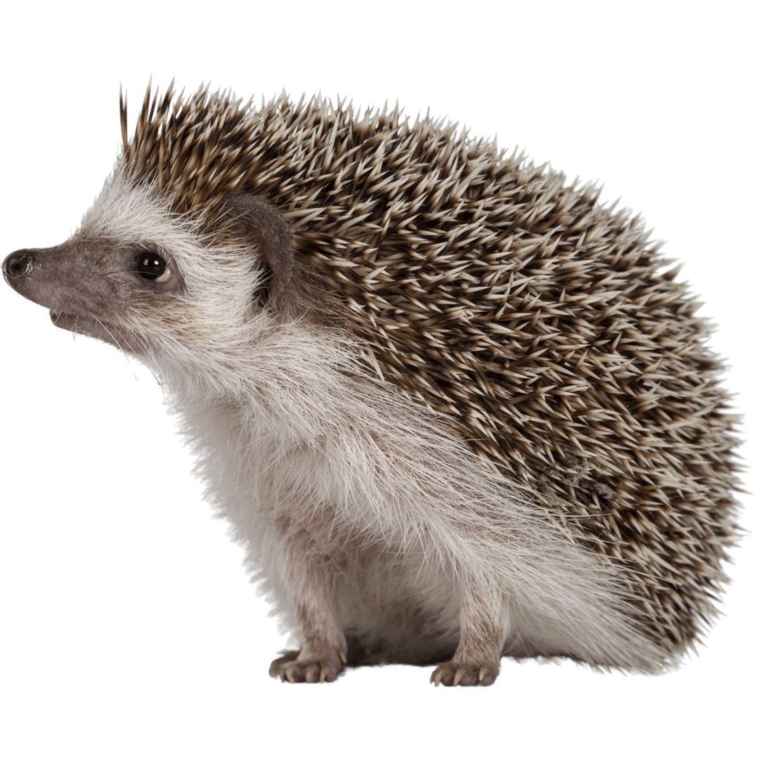 Hedgehog