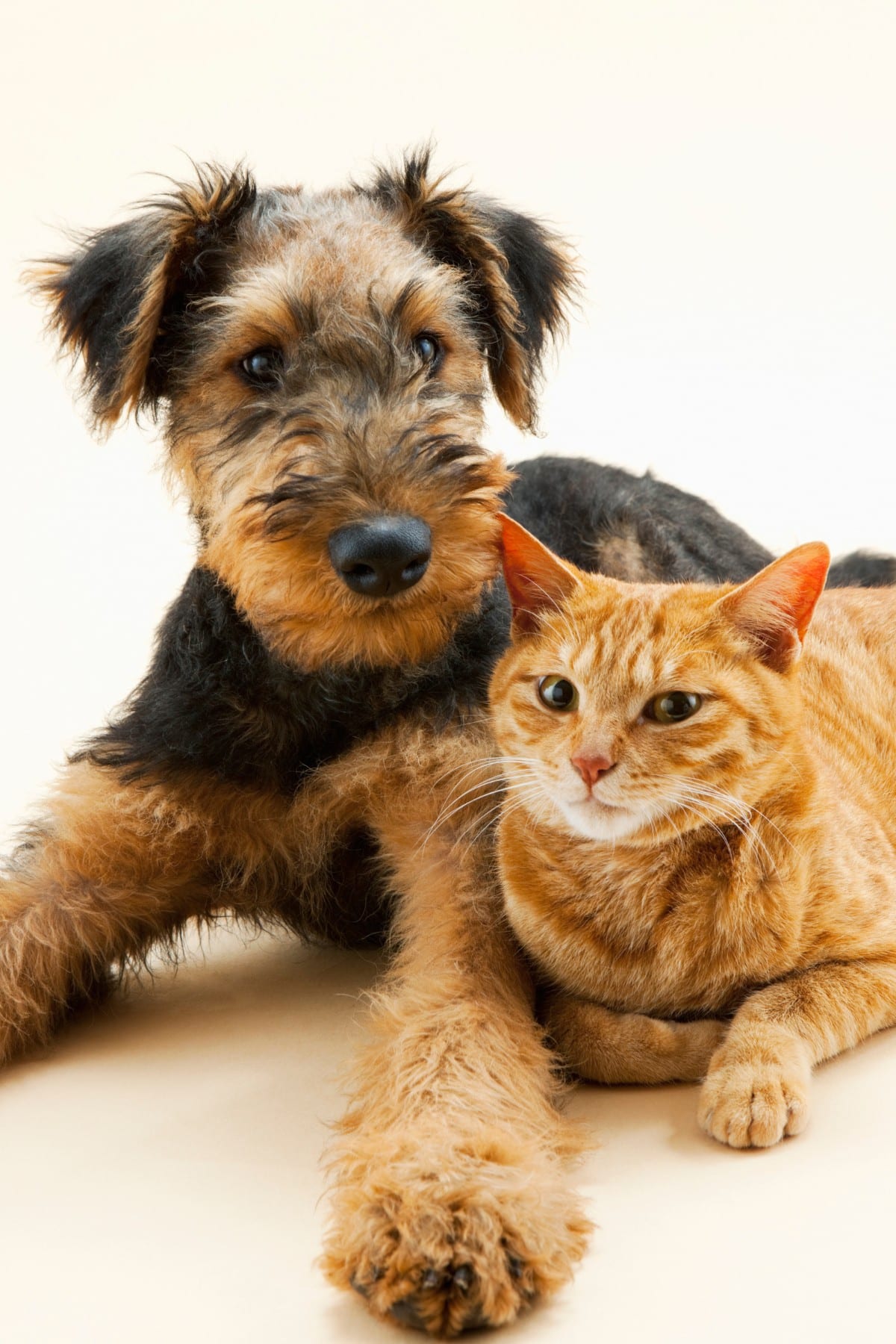 A woman carefully inspects a dogs teeth